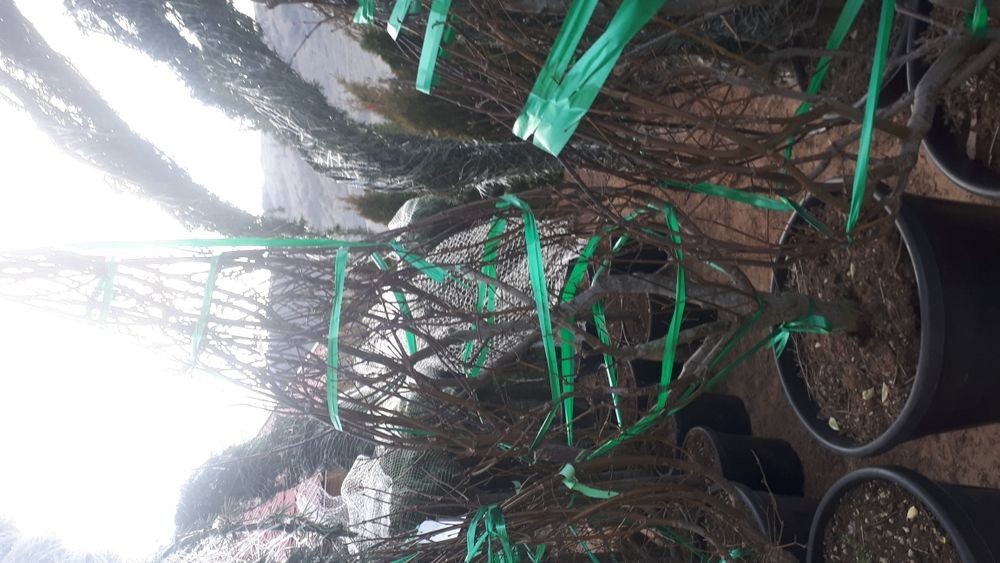 Artar tuia Magnolia brazi mesteacan