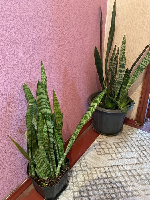 Продам,домашние комнатные цветы