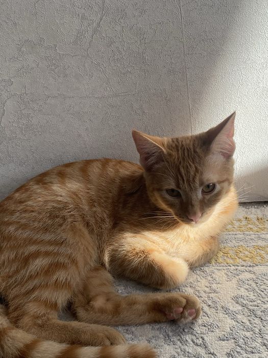 Рыжий котенок.