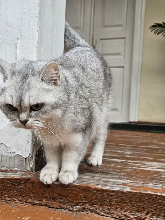 Britanskiy Shinshila qiz mushuk sotiladi