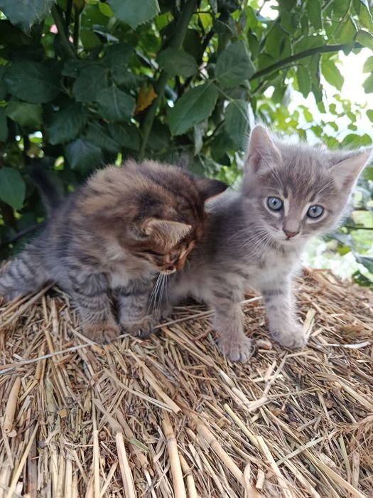 Котята в добрые руки!