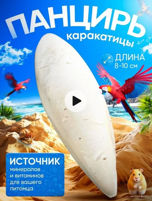 Панцирь каракатицы 12см