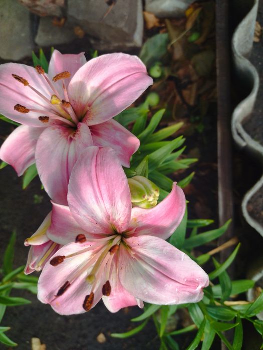 Продам корни лилий