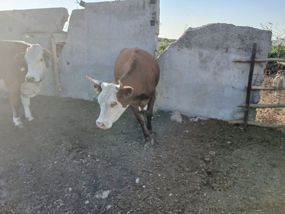 Продам скот с корвами