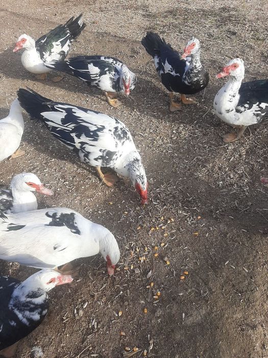 Продаются взрослые индоутки готовые к размножению