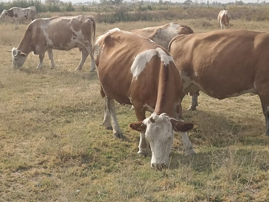 Сименталь сиырлары сатылады