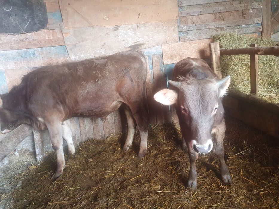 Vand 2 taurasi bruni