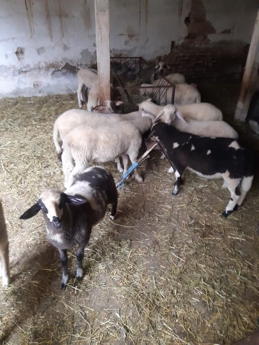 Агнета за Гергювден