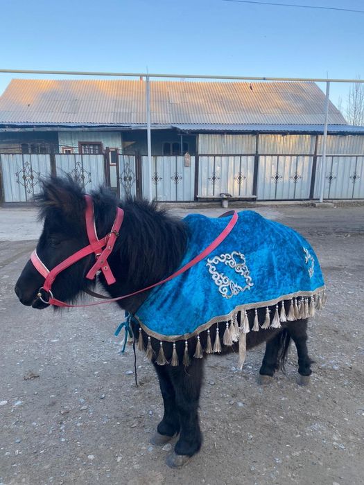 Срочно продам пони