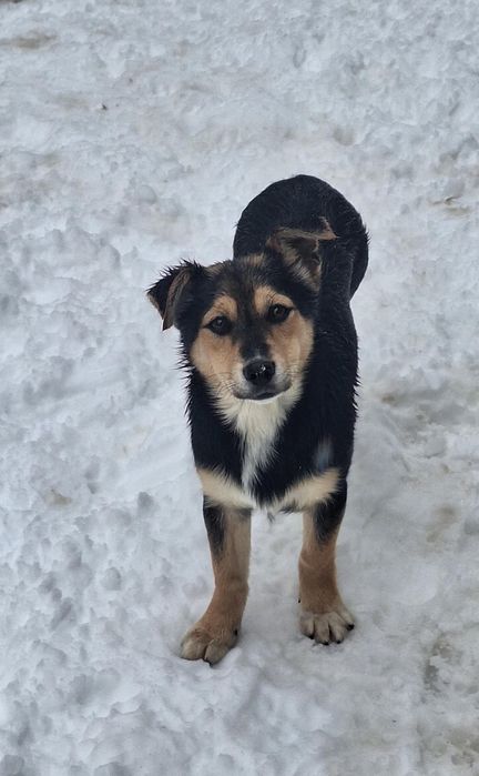 Oferim spre adopție căței minunați, plini de energie și iubire.