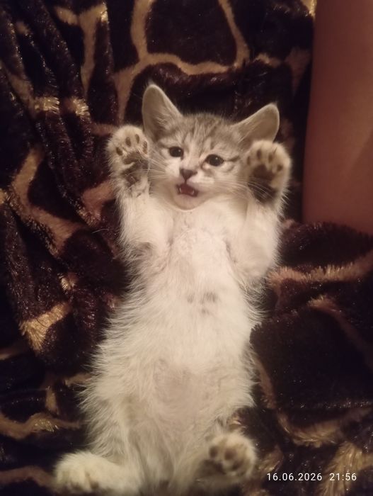 Очаровашки котятки