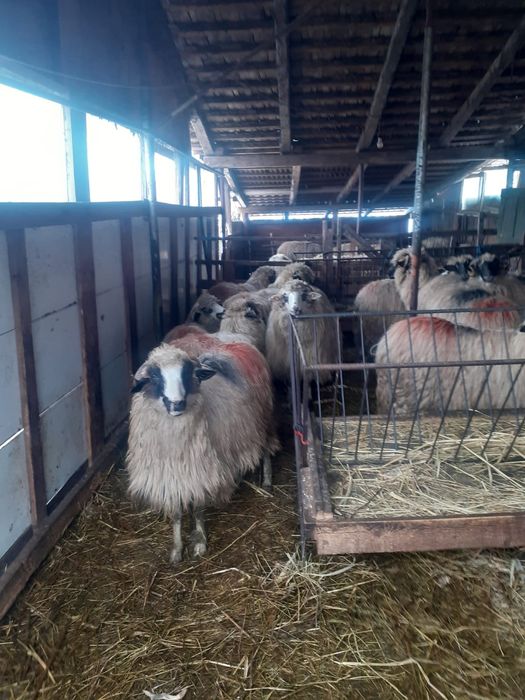 Vând 9 oi bretele și bucalai