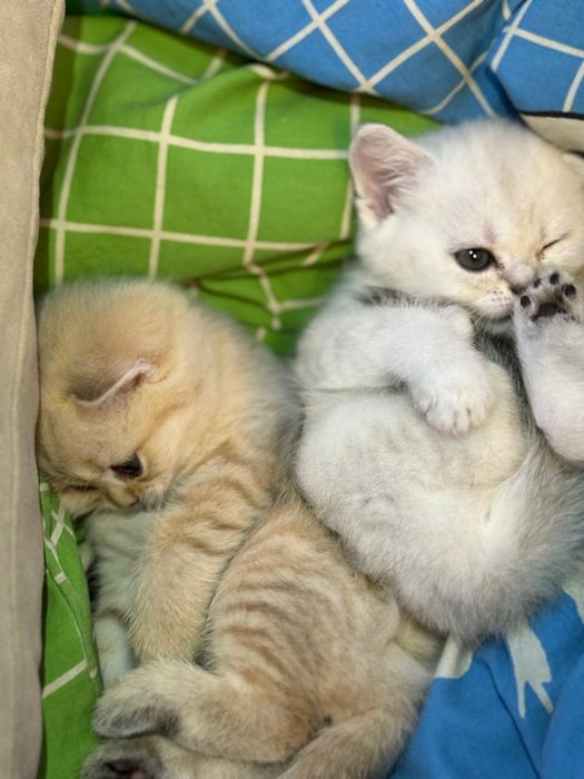 Продам котят породистые