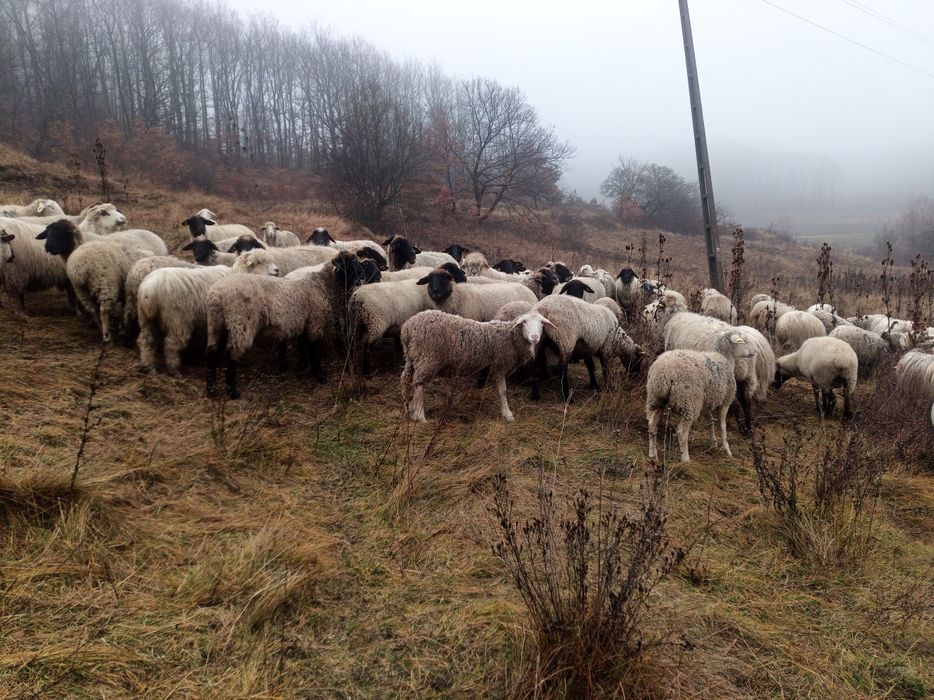 Vând oi suffolk 100buc