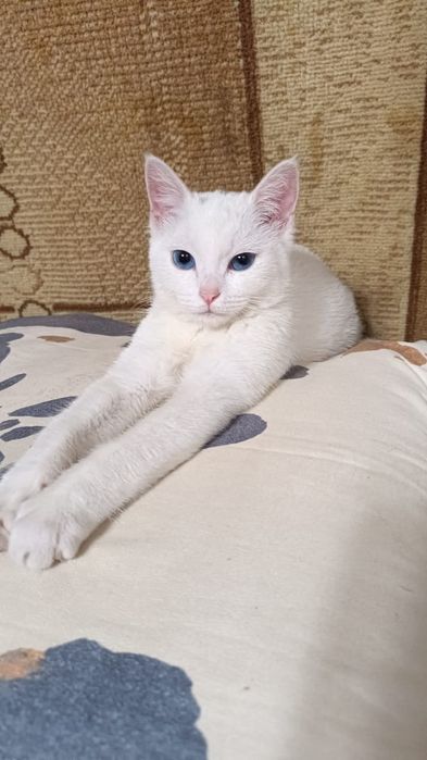 Белая девочка кошечка