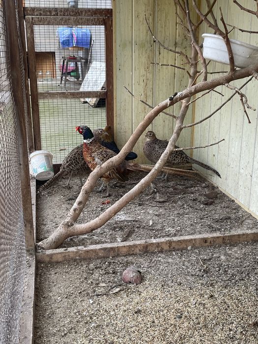 kavkaz fazanlari sotiladi