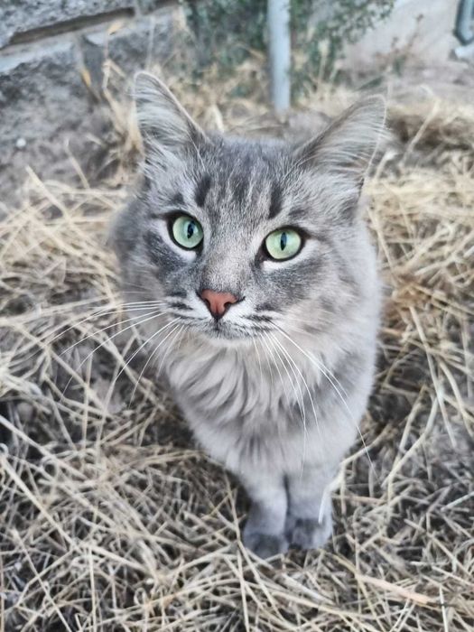 Красивый котик в добрую семью