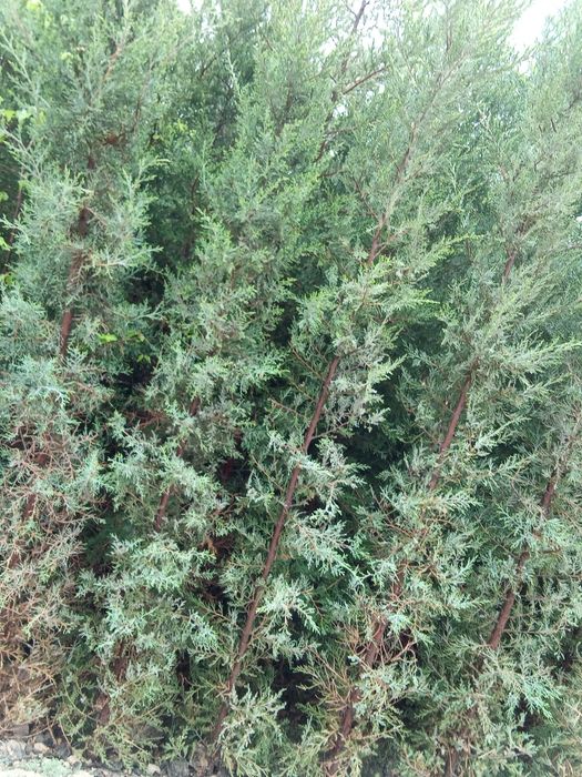 Joyidan kovlab beriladi