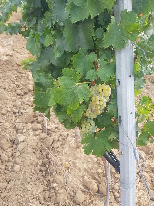 Продавам грозде за вино и ракия