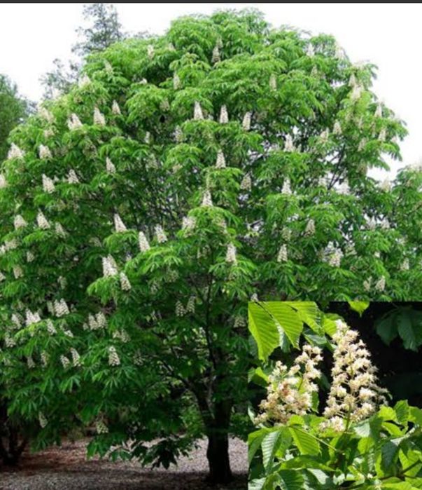 Продам саженцы каштана