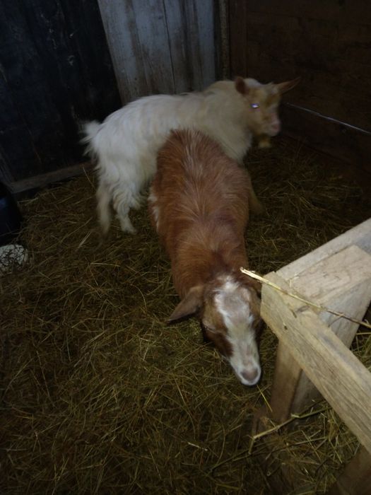 Vind capre sanen vind și iade și tapi