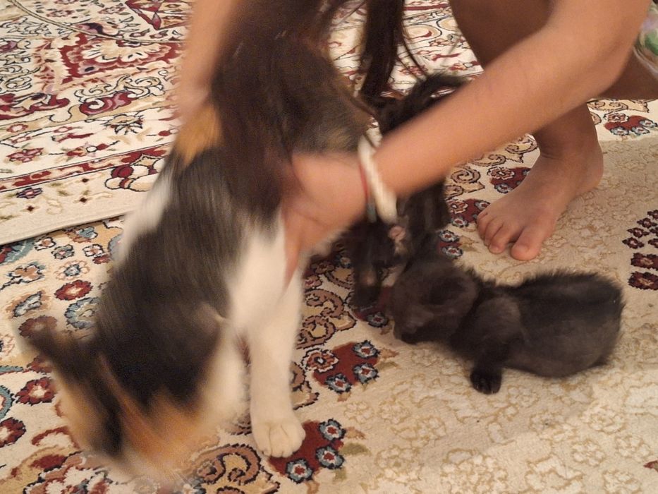 Тегін мысықтар үшеу