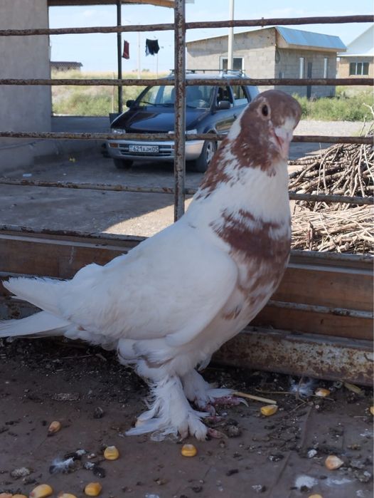 На продаду голуби