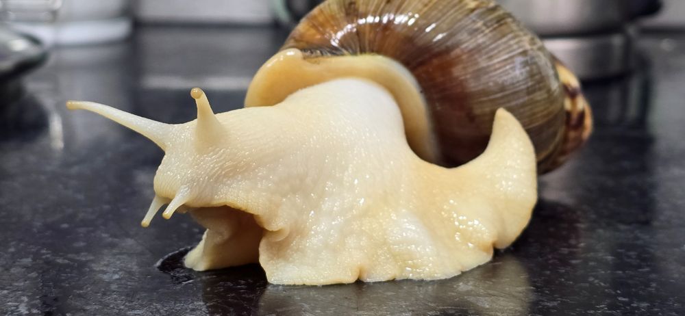 Отдам улиток Ахатины