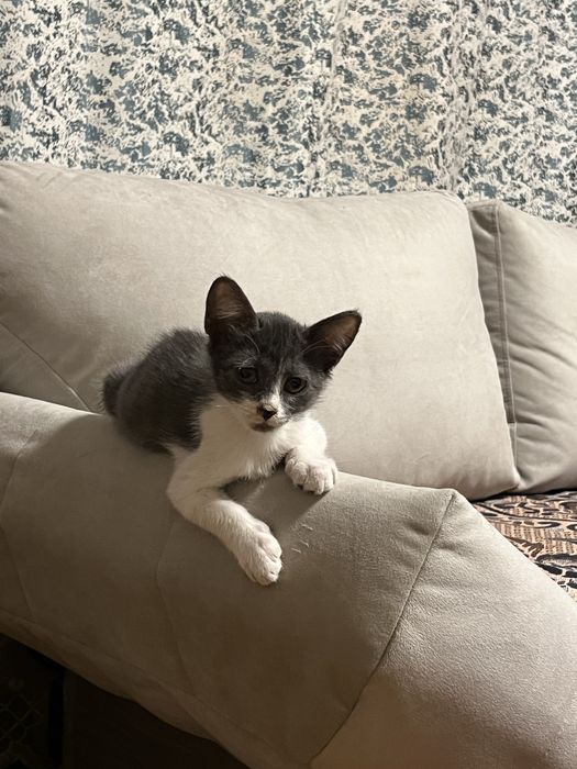 Котенок отдам в хорошие руки