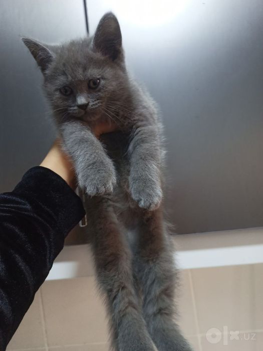 Продаются котята скоттиш страйт