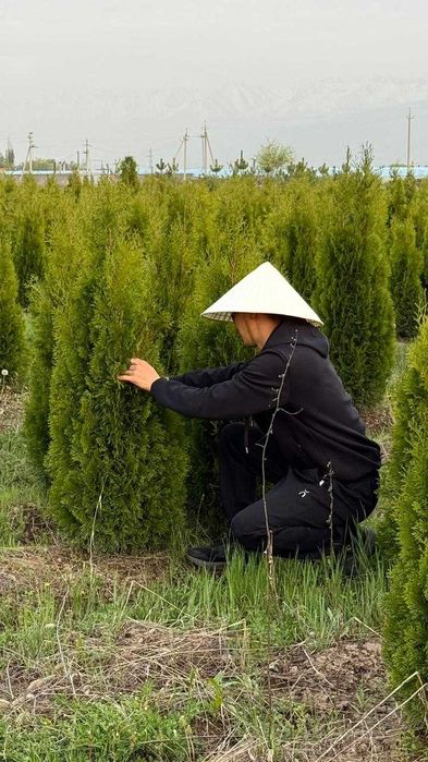 Газон рулонный живой туи ели озеленение участка Алматы q46