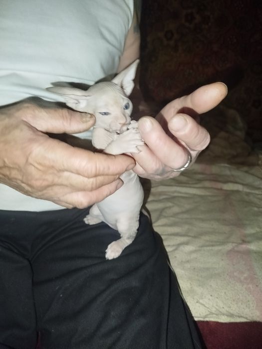 Продаю сфинкса маленького