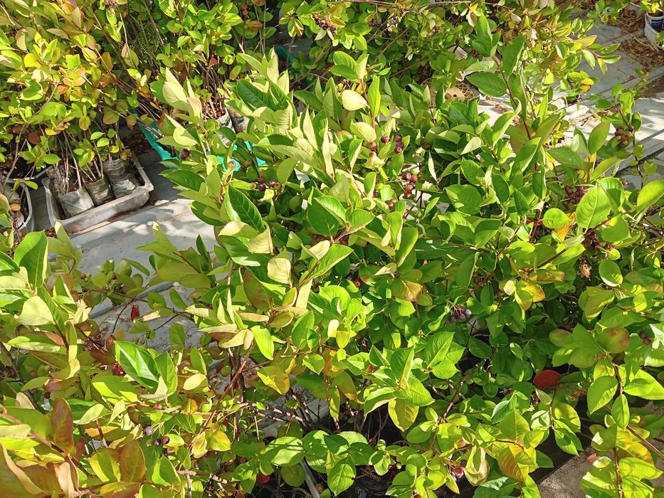 Фиданки арония, разсад