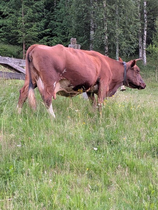 Vaca  de vânzare