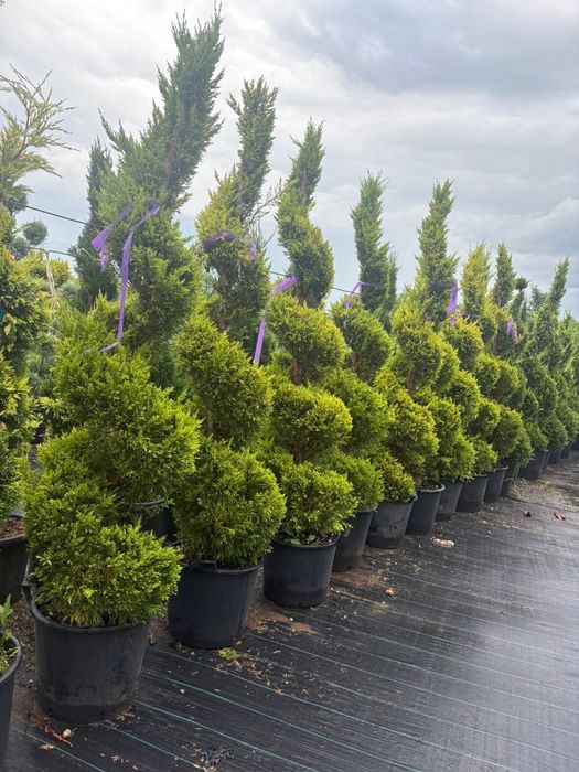 Amnajam grădini cu plante ornamentale și piatra naturala gazon și tot ce ține de grădină