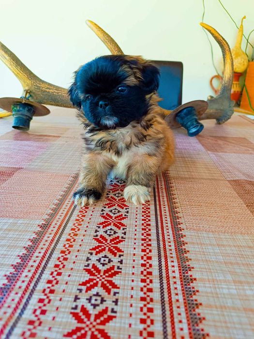 Пекинез бебета малки