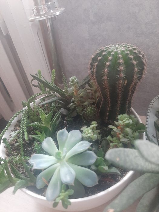 Продам сукуленты садики