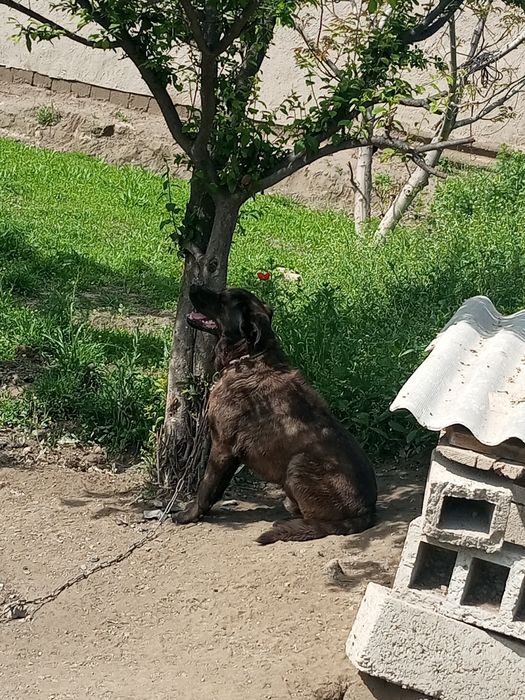 Kasal emas xammasi joyida