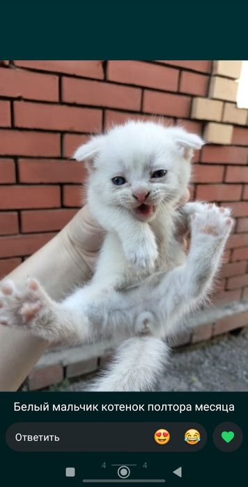 Котёнок полтора месяца мальчик
