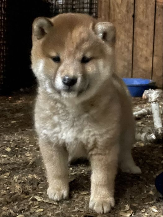 Сиба ину щенки,питомник