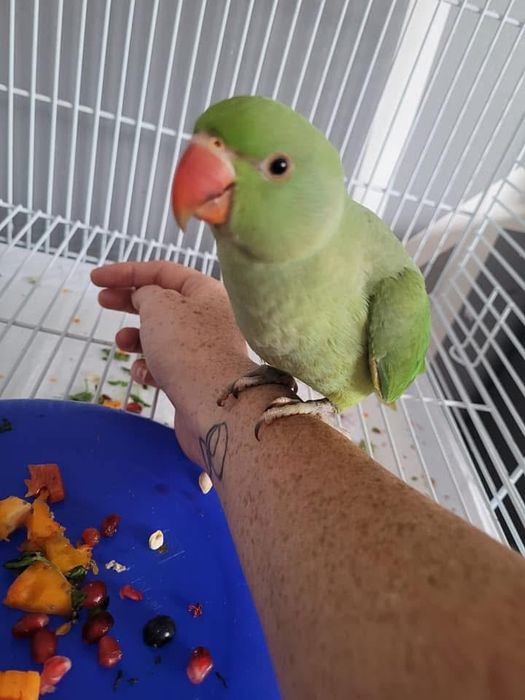 Papagali pui blanzi crescuti la mana micul alexandru alexander