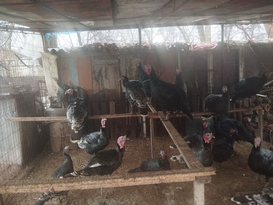 Продаются индюки