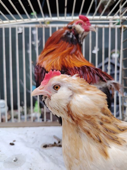Араукана бантам \ Araucana bantam