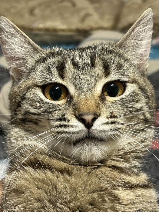 Кошку отдам бесплатно