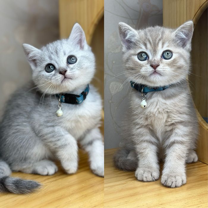 Чистакровные котята скоттиш страйт