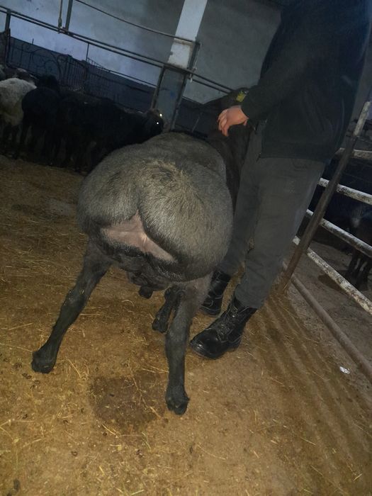 Qassob xizmati Aqiqa va Qurbonlik uchun.