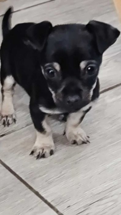 Продавам мини пинчер