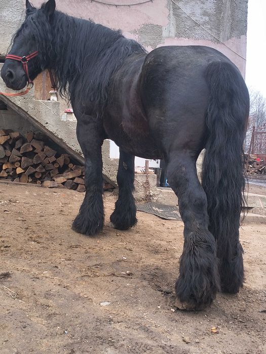 Armăsar de vânzare sau schimb