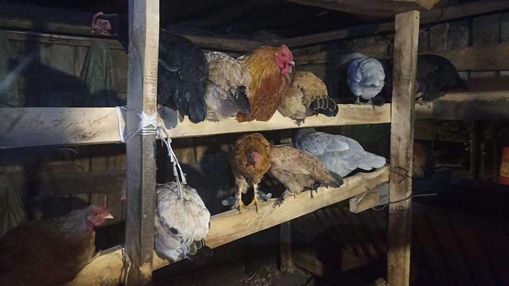 Продам Куры домашние