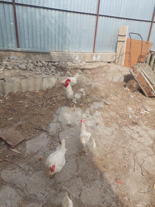 Қазақы қораз былтырғы балапандар қуатты